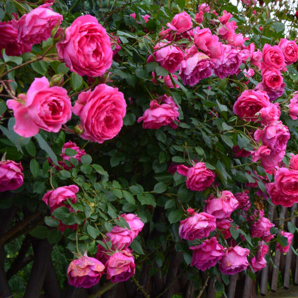 Dercor garden rose Monteagro-ruze