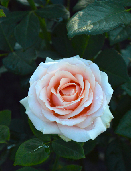 Mother-of-pearl-rose-garden-plant-monteagrodlm