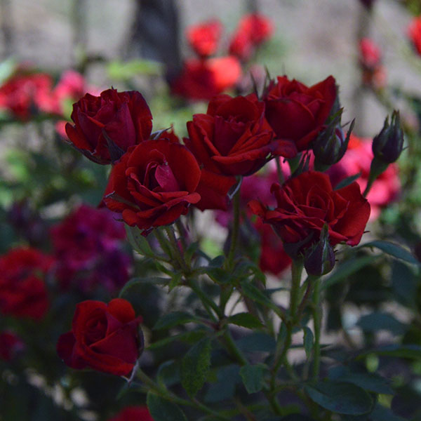 Mini Baccara ®