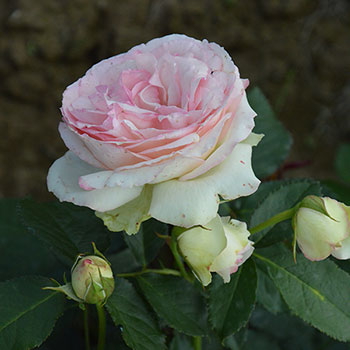 Pierre de Ronsard®