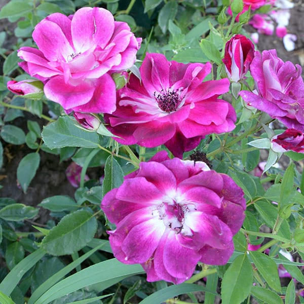 Red-Iceberg-garden-flower-rose-monteagrodlm