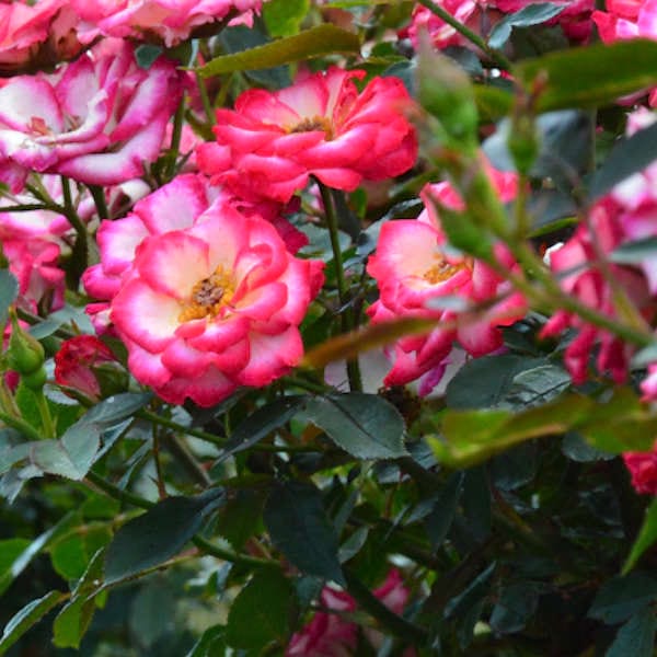 Sweet-Symphony-plant-garden-monteagro