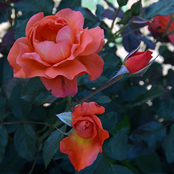Westerland